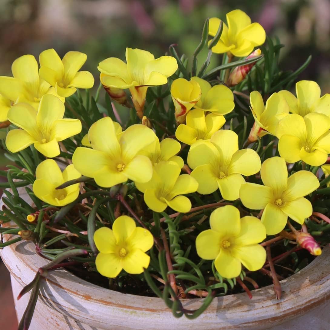 Amazon.co.jp: 夏植え球根 オキザリス ゴールドアイランド 10球